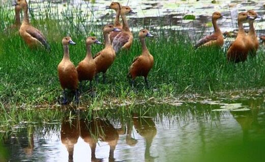 Πολύ λιγότερα τα ζώα και τα φυτά στη Γη
