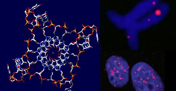 Ανακαλύφθηκε DNA με τετραπλή έλικα σε ανθρώπινα κύτταρα