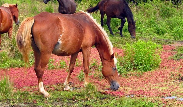 Εισαγγελική έρευνα για κυκλώματα που προωθούν αλογίσιο κρέας στην αγορά
