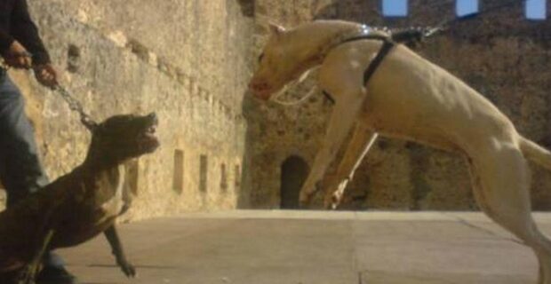 Κατερίνη: Καταδικάστηκαν 13 άτομα για τις κυνομαχίες