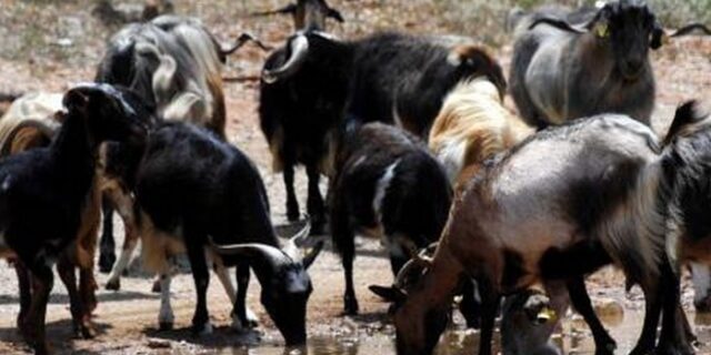 Εκλάπη κατσίκα στην Κω, βρέθηκε στην Κάλυμνο