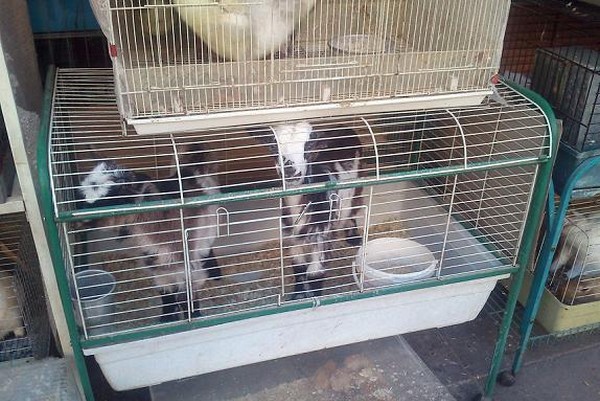 Καταγγελία: Pet shop πουλά κατσικάκια προς σφαγή ενόψει Πάσχα