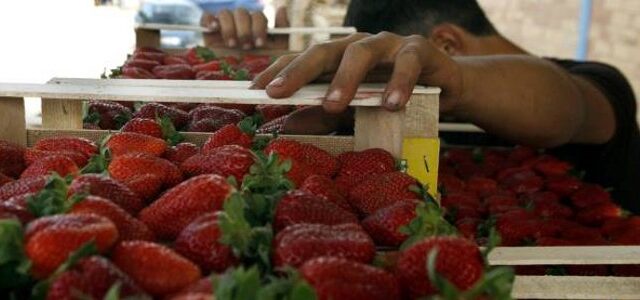 Τα ευρήματα της Αστυνομίας στη Μανωλάδα