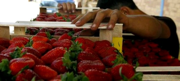 Στοιβαγμένες σε ψυγεία οι “ματωμένες” φράουλες της Ηλείας