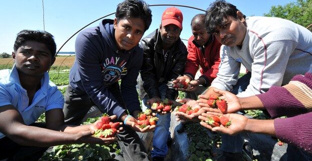 Οι φράουλες, οι κατακόκκινες φράουλες