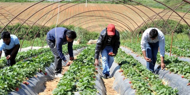 Αναδρομικό “χαράτσι” για τους εργάτες γης στη Μανωλάδα