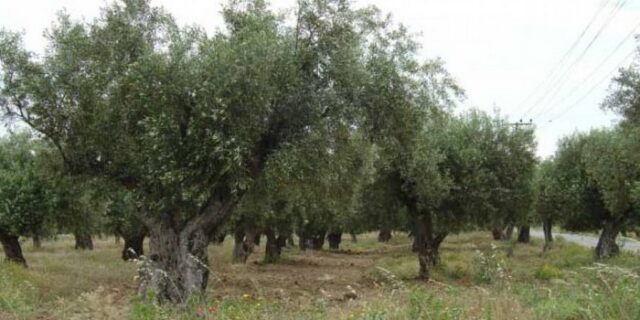 Νεκρός αγρότης από ανατροπή τρακτέρ στη Μεσσηνία