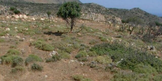 Η παράνομη χωματερή στην Κρήτη που…άνθισε
