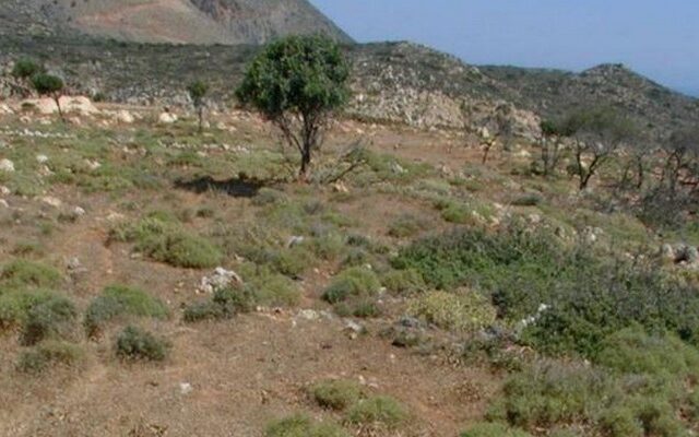 Η παράνομη χωματερή στην Κρήτη που…άνθισε