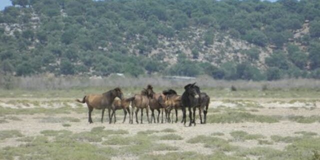 Τροχαίο με άλογο στην Εθνική Αντιρρίου-Ιωαννίνων