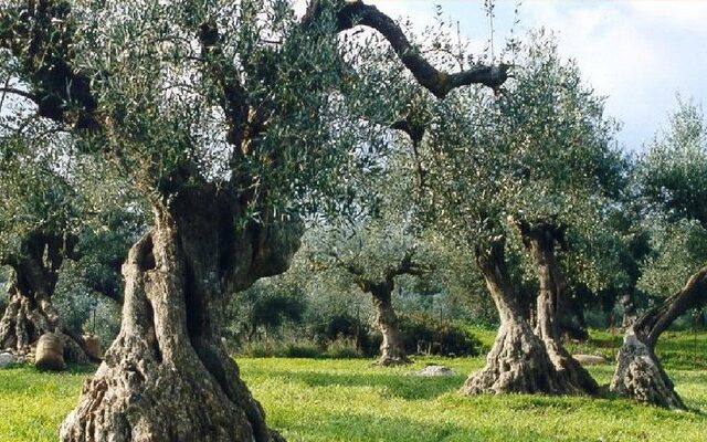 Έχασε τη ζωή του χτυπώντας το κεφάλι του σε ελιά