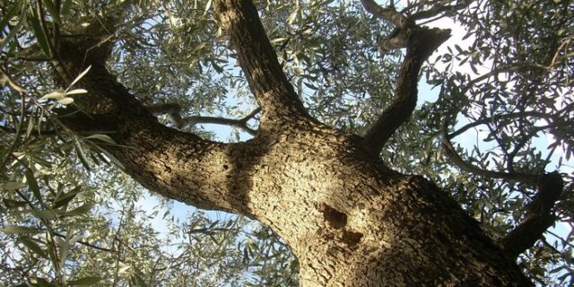 Κρεμασμένη σε ελιά γυναίκα στην Κυπαρισσία