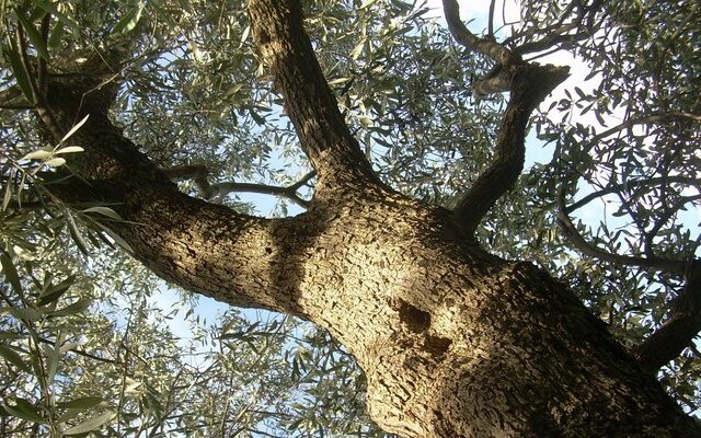 Κρεμασμένη σε ελιά γυναίκα στην Κυπαρισσία