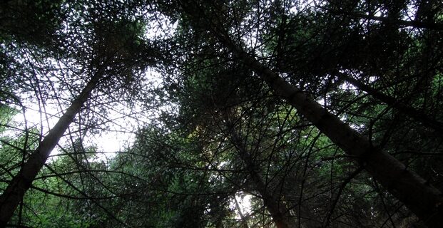 WWF Ελλάδος: “Οι μνημονιακές δεσμεύσεις οδηγούν σε οπισθοδρόμηση της προστασίας του περιβάλλοντος”