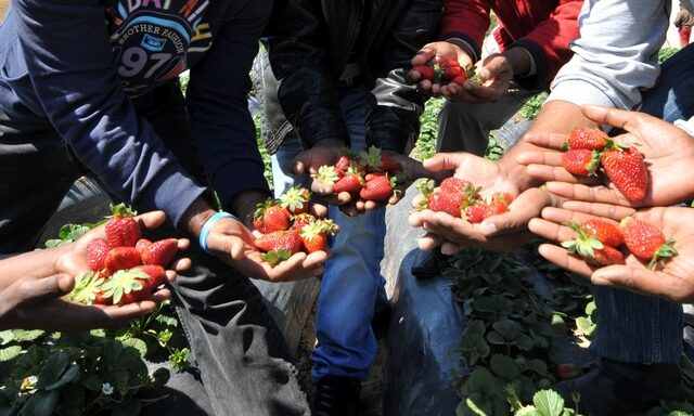 Ηλεία: Ζητούνται 4160 εργάτες για την καλλιέργεια φράουλας