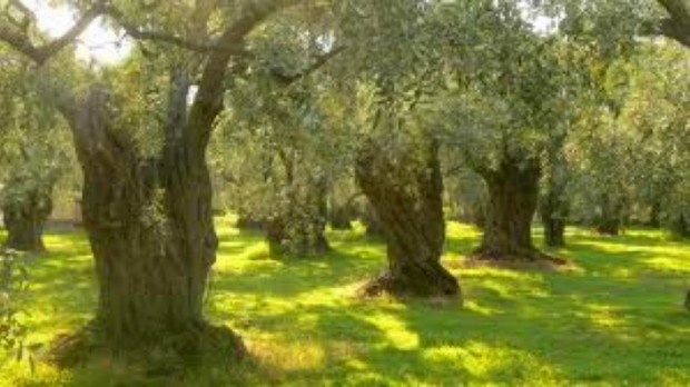 Θα δίνει την επιδότηση του ελαιόλαδου για χρέος σε Τράπεζα