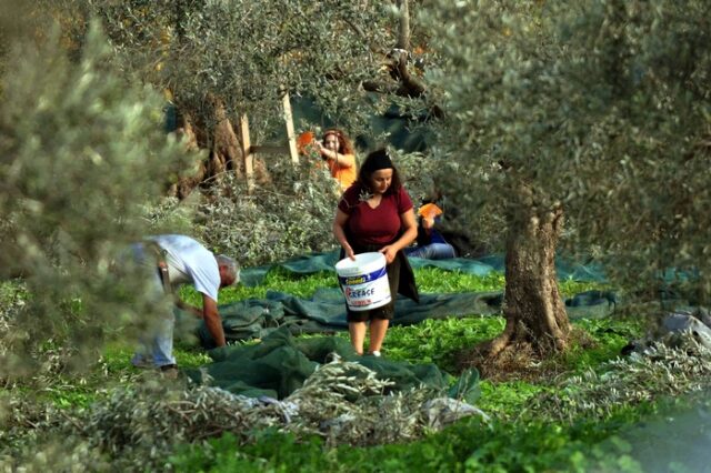 Η εκκλησία μοιράζει δωρεάν χωράφια για καλλιέργεια στην Κρήτη