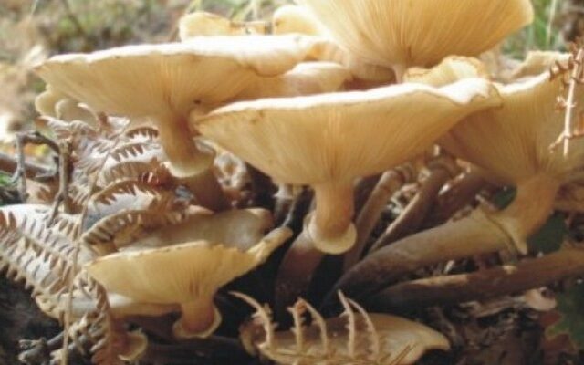 Συλλήψεις για παράνομη εξαγωγή προστατευόμενης ποικιλίας μανιταριών