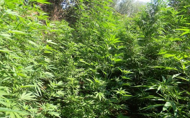 Μεσσηνία: Συνταξιούχος αστυνομικός έγινε καλλιεργητής κάνναβης
