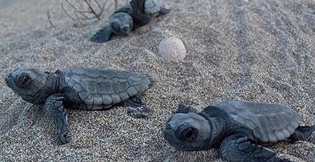 Οι πρώτες χελώνες caretta caretta του 2013 γεννήθηκαν στο Ρέθυμνο!