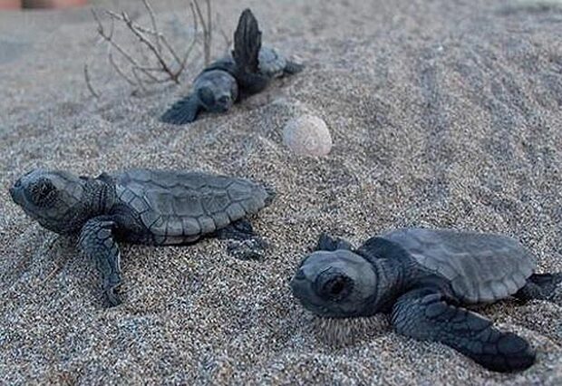 Οι πρώτες χελώνες caretta caretta του 2013 γεννήθηκαν στο Ρέθυμνο!