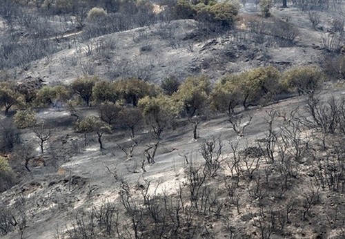 Χιλιάδες αιωνόβιες ελιές στο έλεος της φωτιάς
