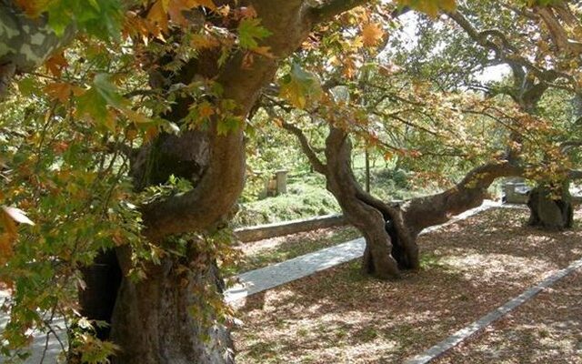 Τέσσερις τραυματίες από πτώση πλατάνου στη Ναύπακτο