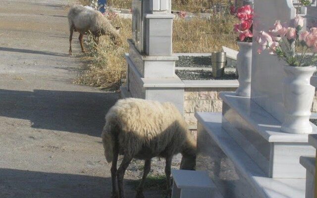 Πρόβατα βόσκουν μέσα σε νεκροταφείο στην Αιτωλοακαρνανία