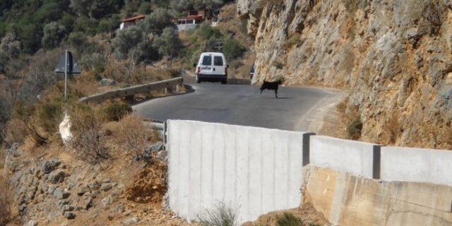 Η ανεξέλεγκτη βόσκηση αιτία της πτώσης βράχου σε ΙΧ στα Χανιά