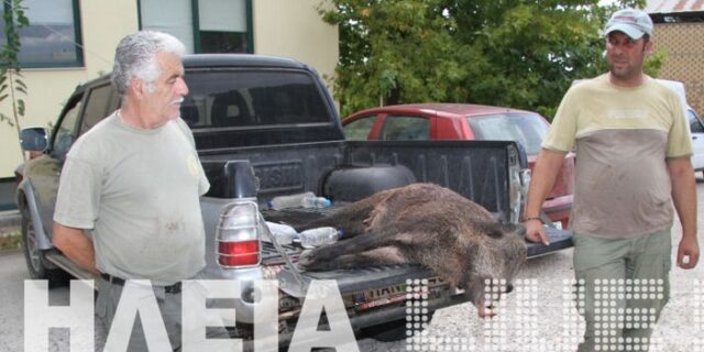Ηλεία: Συμπλοκή θηροφυλάκων-λαθροκυνηγών στο δάσος της Φολόης