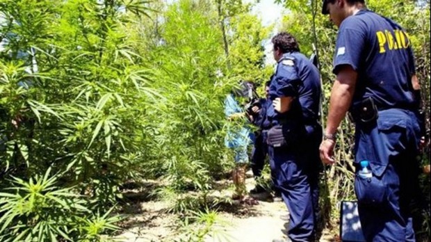 2.000.000 ευρώ τα κέρδη για τους χασισοκαλλιεργητές