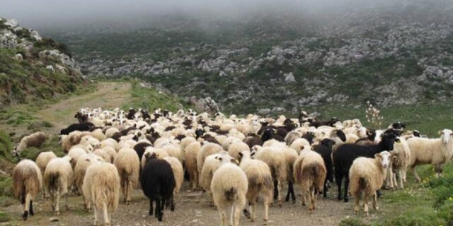 Φυγόποινος θα σταβλίσει τα ζώα και μετά θα παραδοθεί