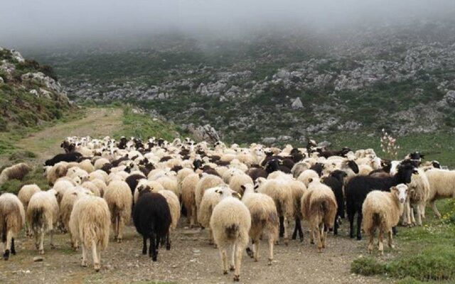 Φυγόποινος θα σταβλίσει τα ζώα και μετά θα παραδοθεί