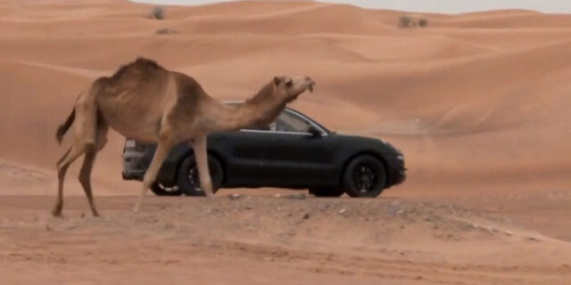 Η νέα Porsche Macan παίζει με καμήλες στην έρημο κοντά στο Ντουμπάι