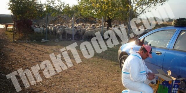 Σε καραντίνα ο νομός Ξάνθης λόγω ευλογιάς
