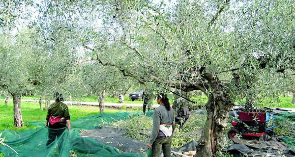 Μπλοκάρουν 10.500 συντάξεις του ΟΓΑ