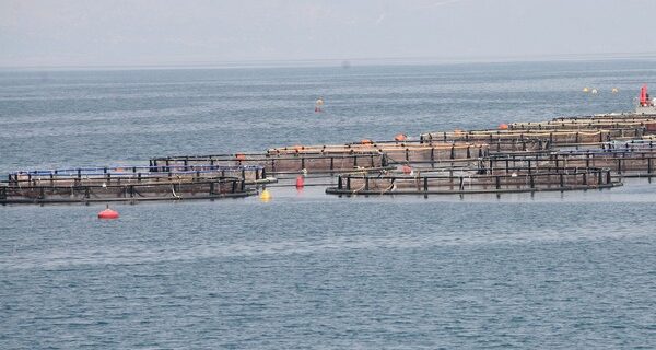 Αφήσαμε 2η την Τουρκία στην παραγωγή τσιπούρας και λαβρακιού