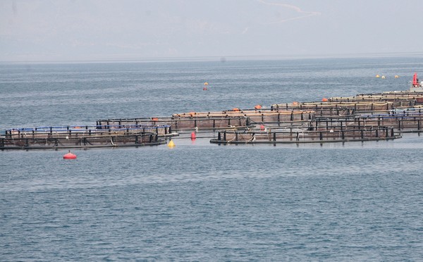 Αφήσαμε 2η την Τουρκία στην παραγωγή τσιπούρας και λαβρακιού