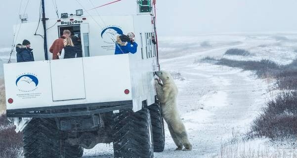 Google Street View: Πρόσωπο με πρόσωπο με τις πολικές αρκούδες