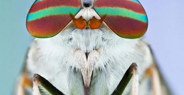 Έντομα; Κι όμως (μερικές) μύγες είναι όμορφες