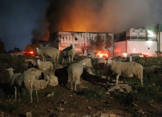 Μετρούν “πληγές” στην Creta Farms
