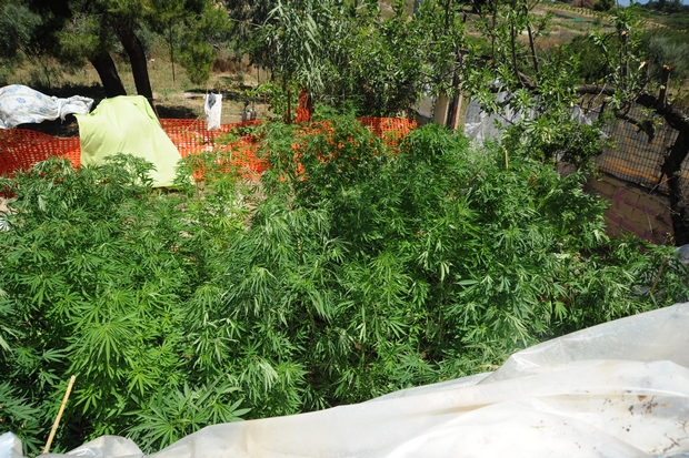 Αλβανία: Κατασχέθηκαν περίπου 450 κιλά μαριχουάνα με προορισμό την Ελλάδα