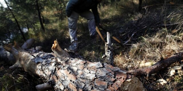 Εξιχνίαση λαθροϋλοτομιών με τη λήψη DNA