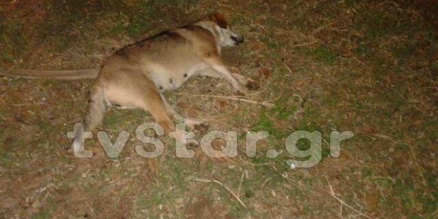 Νεκρά σκυλιά από χέρια ανθρώπων στη Λαμία