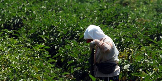 Οι επιδοτήσεις φύτεψαν την καταστροφή της ελληνικής γεωργίας