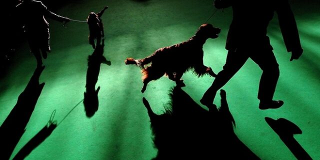 Dog Handling Seminar in Athens – Σεμινάριο εκπαίδευσης χειριστών σκύλων σε εκθέσεις μορφολογίας, Αθήνα 2014