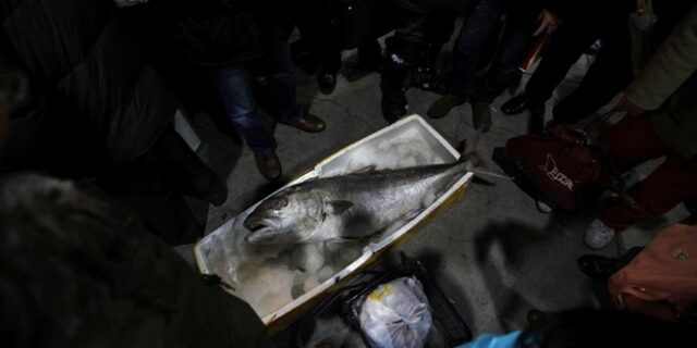 Τα ψάρια μπορούν να μπλοκάρουν την υπερθέρμανση του πλανήτη