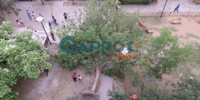 15χρονη καταπλακώθηκε από δέντρο σε παιδική χαρά