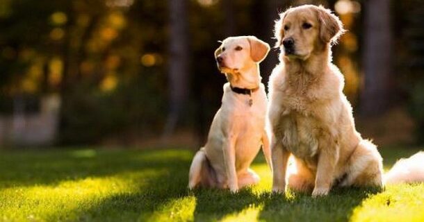 Doggrin: Το πρώτο ελληνικό site γνωριμιών για σκύλους