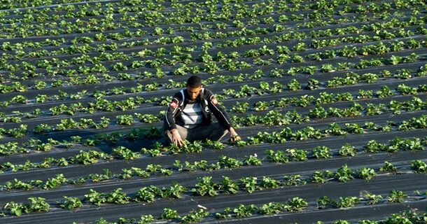 Νομιμοποίηση των αλλοδαπών εργατών γης για να σωθούν οι παραγωγές
